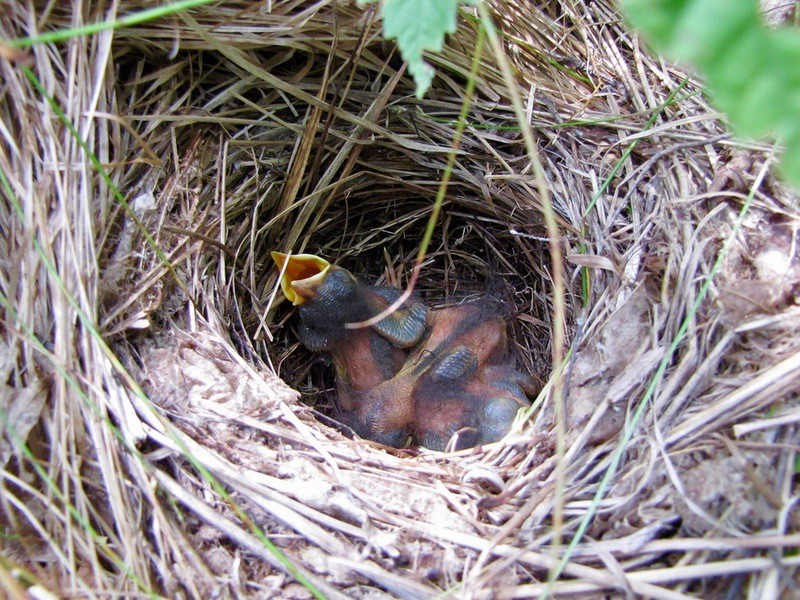 Veery nest with chicks (Catharus fuscescens) by Albertherring / Seney Natural History Association is licensed under CC BY-SA 2.0.
